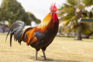 en menos de lo que canta un gallo